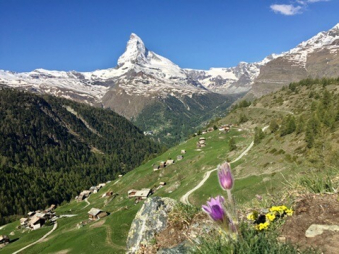 Findeln-Blumen_2.jpg